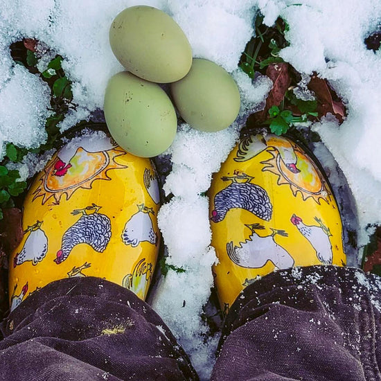 Sloggers Women's Original Garden Shoe in Chicken Daffodil Yellow